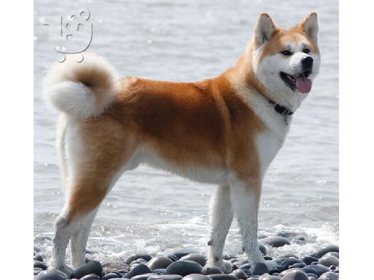 PoulaTo: Akita INU καθαρόαιμα επιλογής